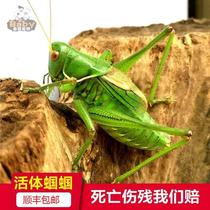 People with live tinnitus Tinnitus Pet Cute of the Great Winter Games in Shandong Wild Tin Mountain Youth Jade Green Green Light