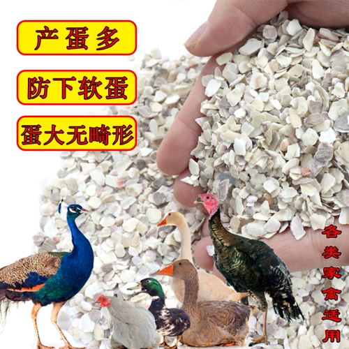 Птица раковина порошок порошок курицы корм для курицы курица едят яйца, кальций и кальциево -раковина раковина раковина раковина голубь