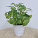 Simulated potted plants, fake green plants, simulated flowers, Internet cafes, hotel clubs, living rooms, office decorations, flowers