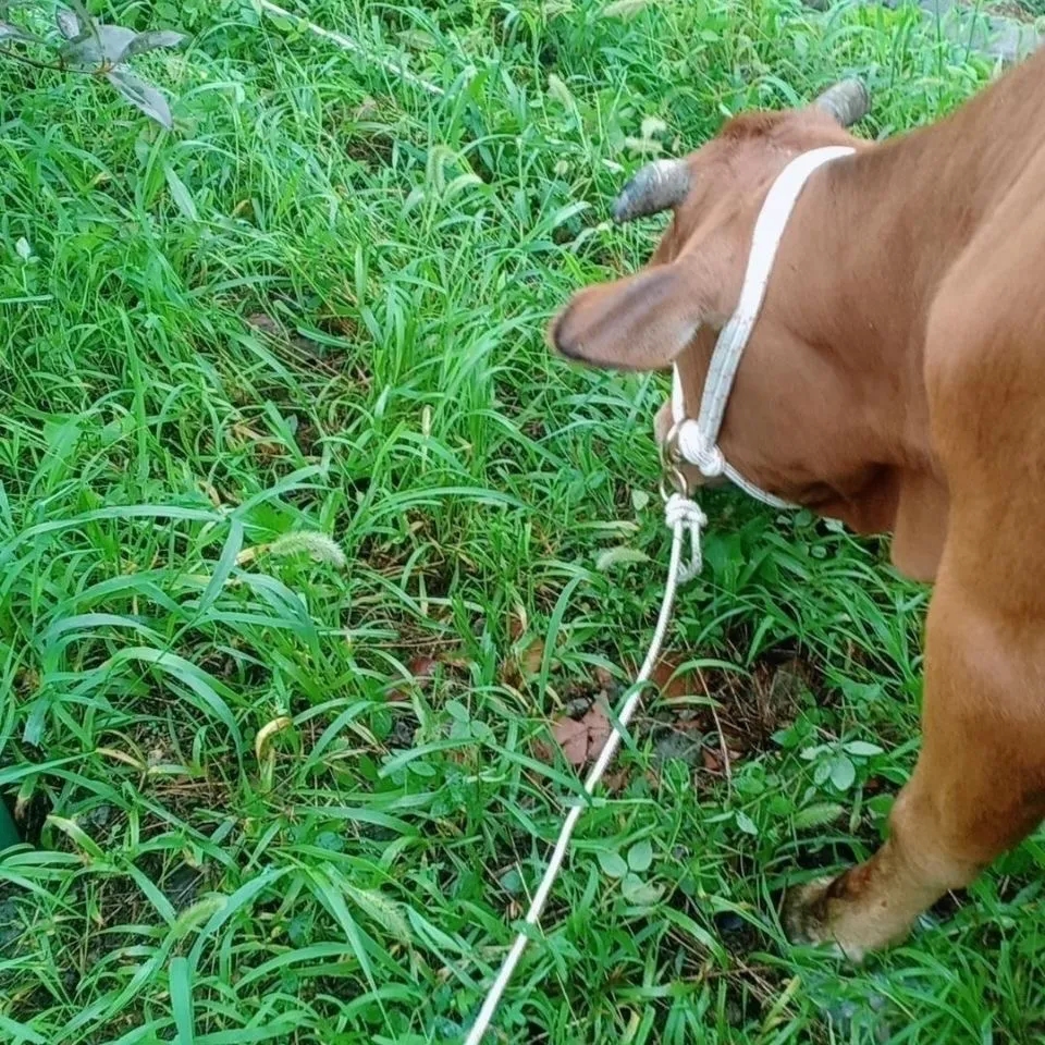 小牛犊笼头牛笼头套手工编织大小可调节栓牛神器大牛特大号牛笼头,淘宝优惠券,粉丝福利购,淘宝优惠卷