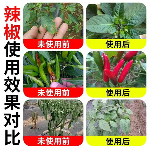 辣椒病菌清辣椒烂果药杀菌剂疫病卷叶病炭疽病毒病辣椒农药杀菌剂 - 图0