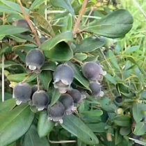 Authentic Peach Golden Bride sapling Miao Uu Nendoni Small seed Miao Bonsai ground planting indoor balcony Courtyard Planting  