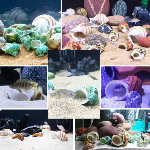 寄居蟹壳卷贝鱼替换专用壳天然海螺壳繁殖鱼缸造景水族箱装饰套装 - 图2