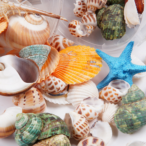 天然贝壳海螺海星密封罐桶装diy装饰摆件科教幼儿园礼物鱼缸造景