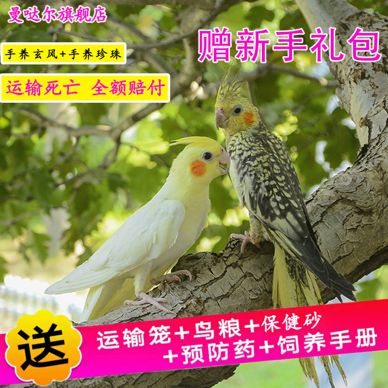 玄凤鹦鹉活体会学说话手养宠物黄化玄凤一对可繁殖鸟活物鹦鹉活鸟,淘宝优惠券,粉丝福利购,淘宝优惠卷