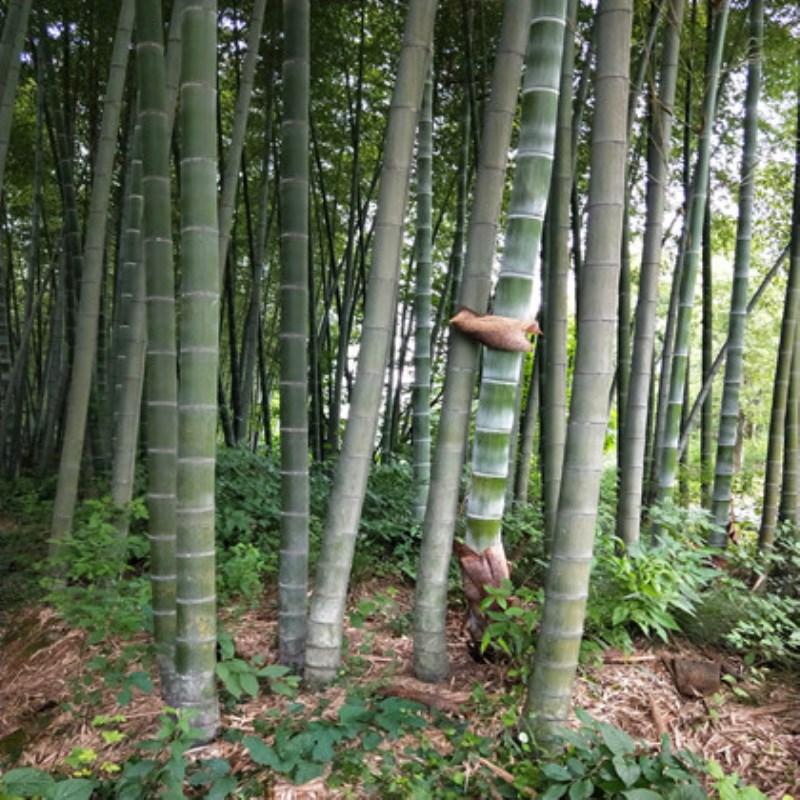 大型楠竹苗毛竹苗庭院 楠竹鞭毛竹根毛竹种子 可吃笋现挖发货 - 图1