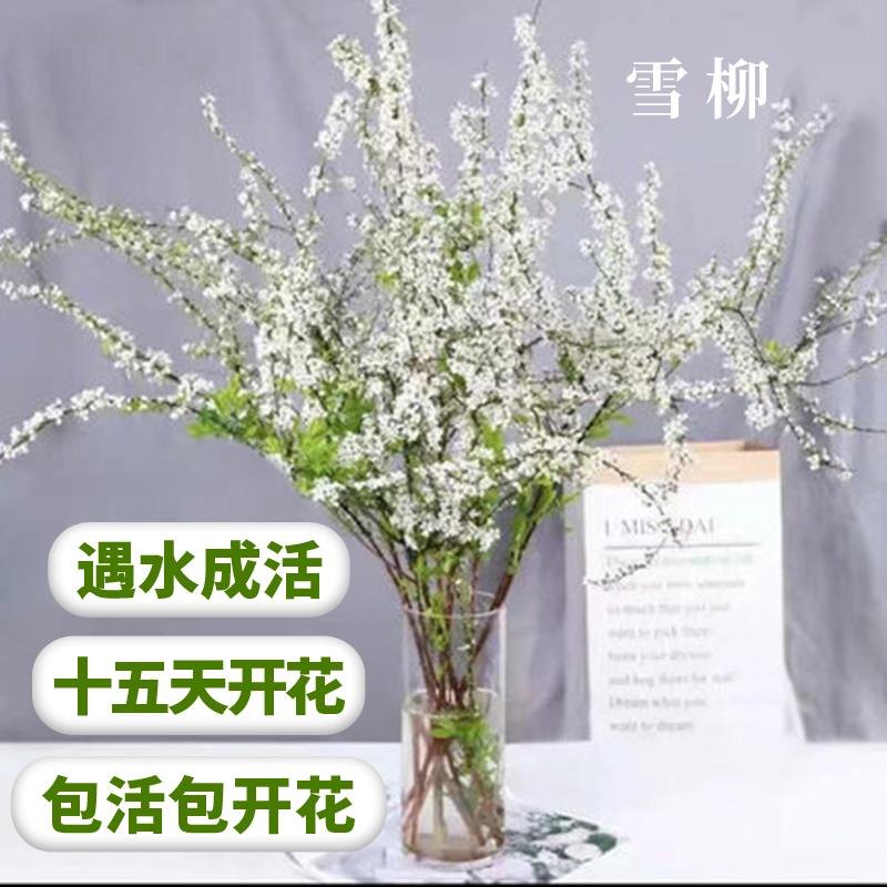 雪柳鲜枝水培养植物室内好养易活懒人花卉鲜花干枝绿植盆栽鲜插-图0