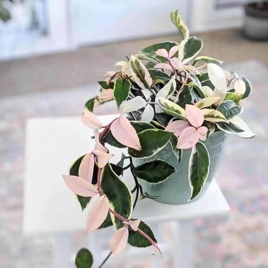 花叶球兰粉色锦色球金边花卉绿植阳台垂吊攀援开花植物室内盆栽,淘宝优惠券,粉丝福利购,淘宝优惠卷