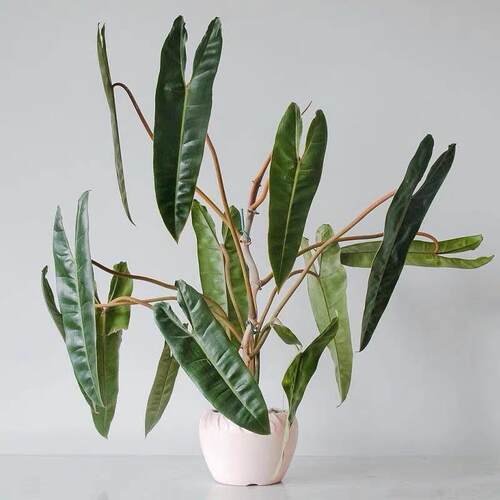 橙柄蔓绿绒盆栽室内桌面观叶绿植四季常青好养耐阴植物净化空气 - 图0