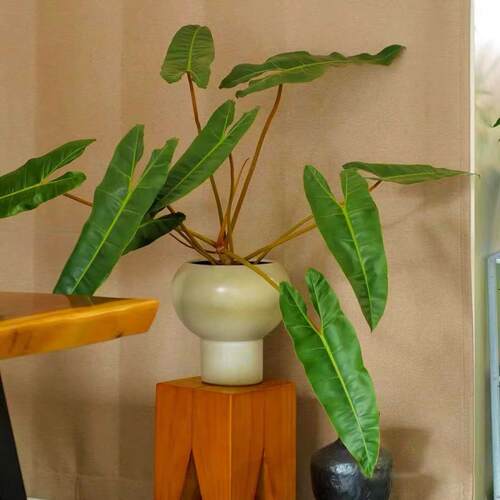 橙柄蔓绿绒盆栽室内桌面观叶绿植四季常青好养耐阴植物净化空气 - 图2