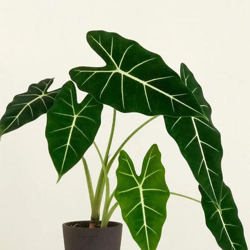 绿天鹅绒海芋天鹅绒竹芋稀有特级进口阳台庭院耐热植观叶绿植盆栽 - 图2
