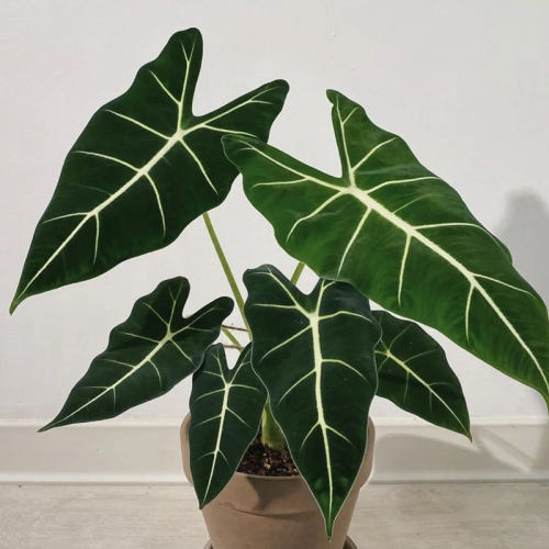 绿天鹅绒海芋天鹅绒竹芋稀有特级进口阳台庭院耐热植观叶绿植盆栽 - 图3