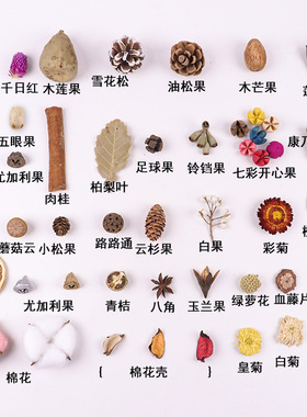 干花干果松果手工DIY天然原材料