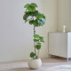2025 Yangma recommends high-quality simulated green plants