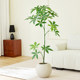High quality simulated green plant money tree