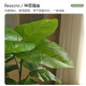 2025 Yangma recommends high-quality simulated green plants