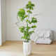 High-quality living room simulation green plant duck foot wood