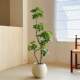 Duck foot wood living room large indoor light luxury bionic plant
