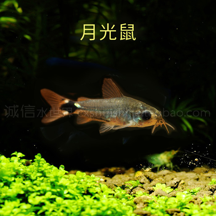 蛇仔鱼苦力泥鳅精灵鼠月光鼠热带鱼除蛋白虫吃涡虫虾缸搭档清洁鱼-图2