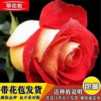 i heating sheet vent valve radiator Q bleed valve drain deaper drain valve drain valve copper manually for 4 minutes 62022