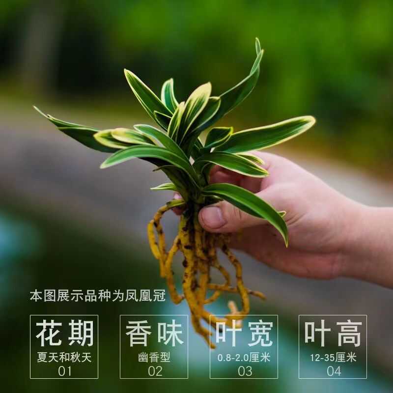 特漂亮!兰花【金凤凰】金边建兰 矮种兰花盆栽植物名贵花卉四季兰 - 图2