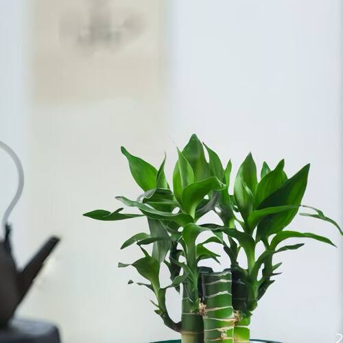 5支文昌竹【金榜题名】富贵竹水培植物水养粗杆客厅绿植土培盆栽 - 图2