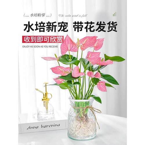水培植物粉掌盆栽花卉植物室内花办公室桌面四季开花好养红掌绿植 - 图0