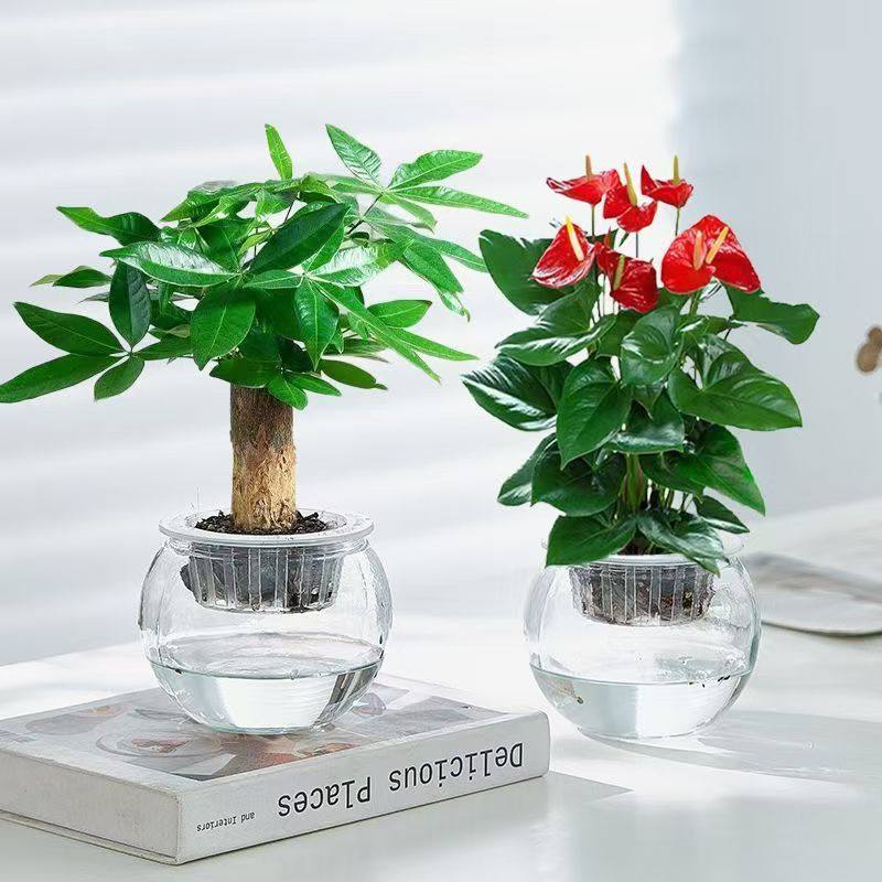 水培红掌盆栽白掌一帆风顺四季开花办公室内客厅绿植花卉桌面植物,淘宝优惠券,粉丝福利购,淘宝优惠卷