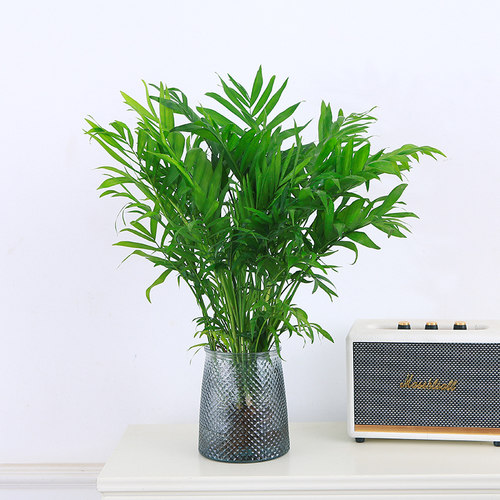 水培袖珍椰子室内绿植凤尾竹懒人盆栽耐阴四季常青办公室桌面摆件 - 图0