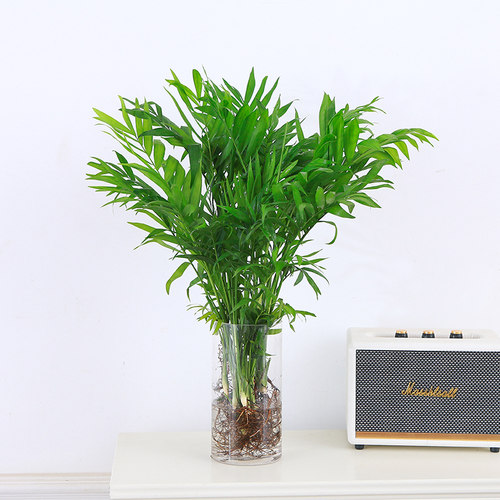 水培袖珍椰子室内绿植凤尾竹懒人盆栽耐阴四季常青办公室桌面摆件 - 图1