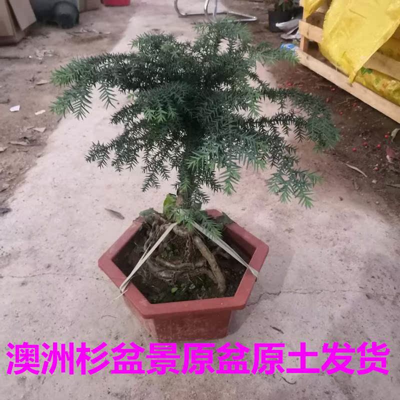 办公桌面植物澳洲杉盆栽南洋杉高档景美观耐冻绿植不老松树桩包邮-图2