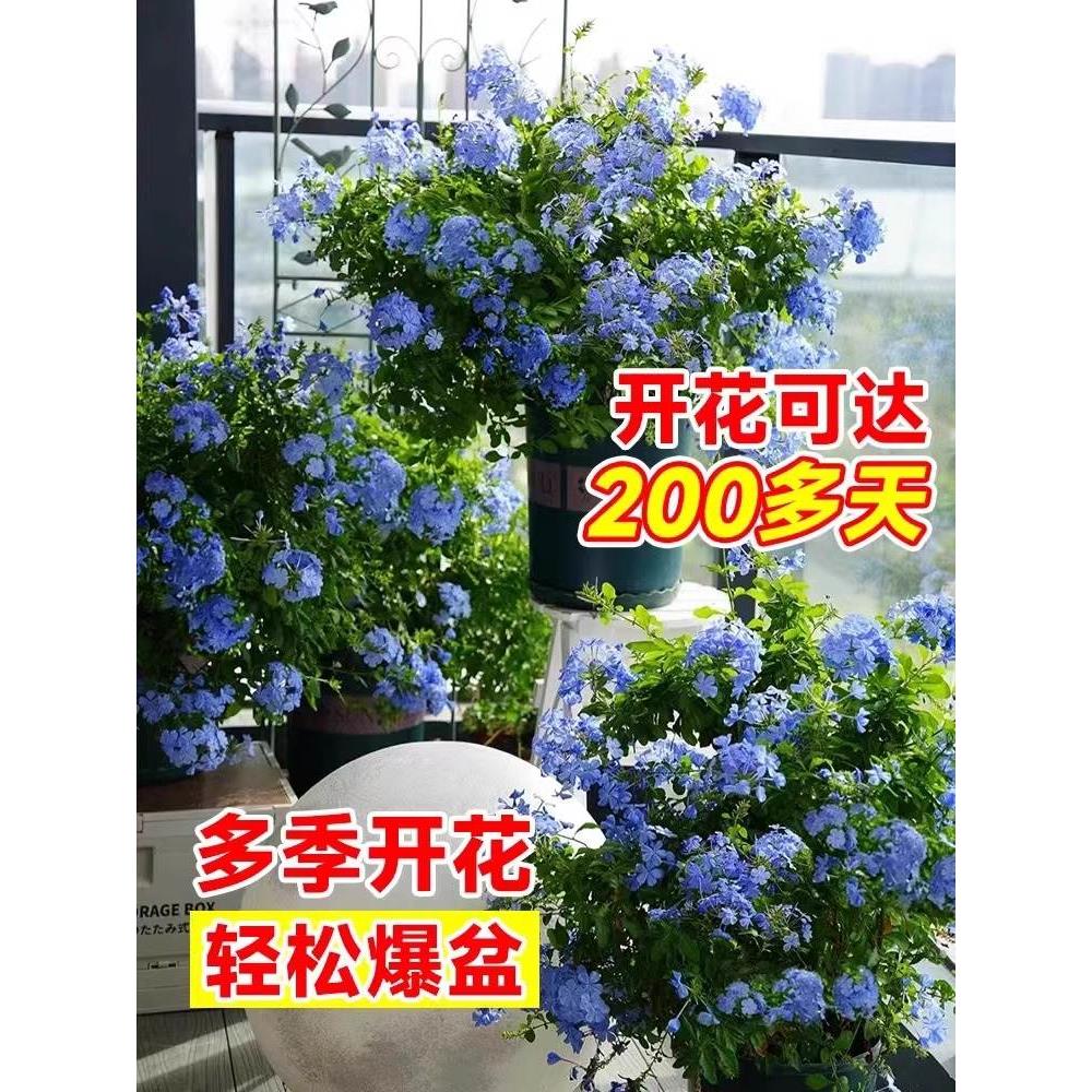 蓝雪花苗盆栽阳台观花耐热好养植物花园庭院爬藤攀援花藤本白雪花-图1