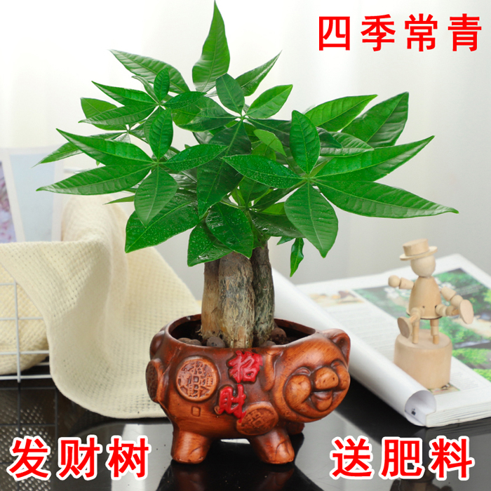 高端发财树盆栽室内植物小盆栽花卉植物室内易养活发财树大棵办公 - 图3