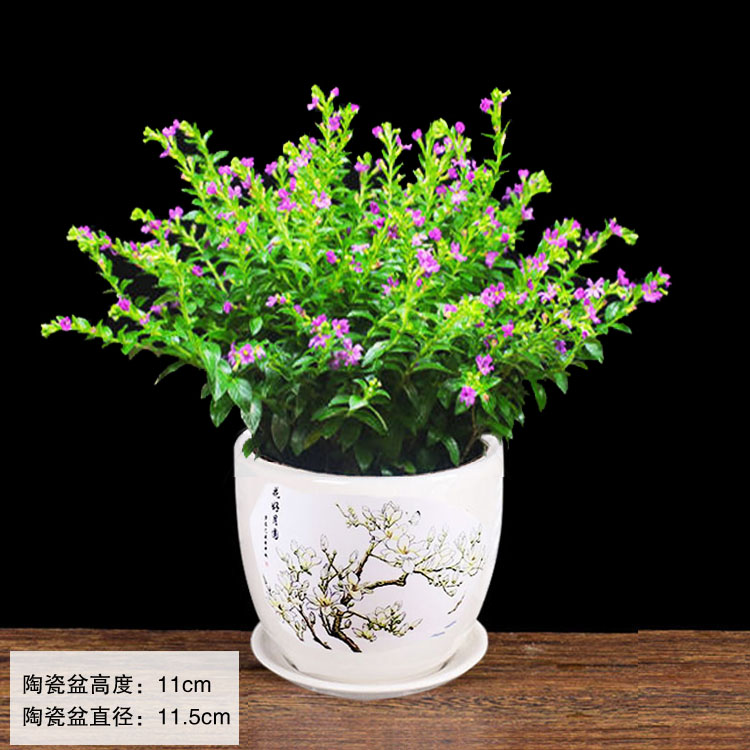 【带花苞发货】满天星盆栽花草植物花卉绿植室内阳台花卉盆景观花