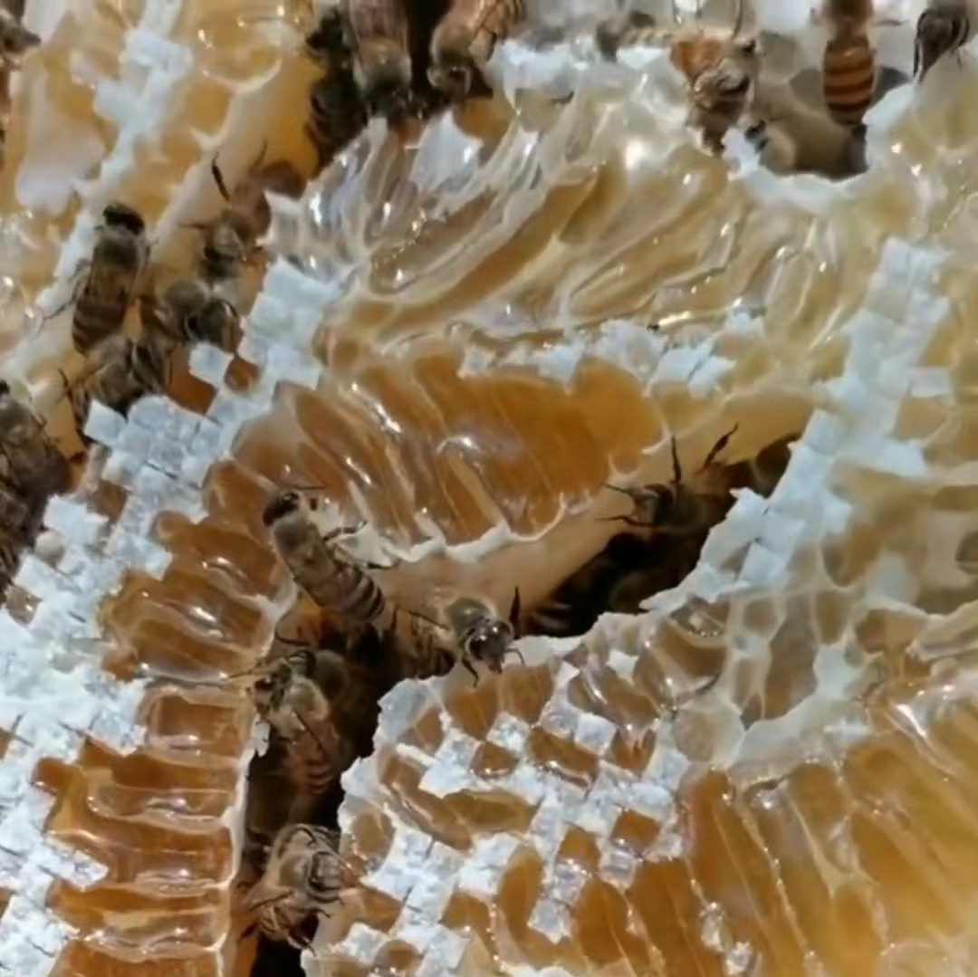 蜂蜜纯正天然土蜂蜜农家自产无添加野生百花结晶正宗不喂糖峰巢蜜-图1