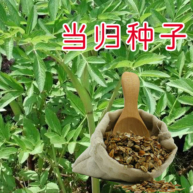 当归种子新药材岷县云种籽四季种植阳台盆栽养生保健包发芽率 - 图1