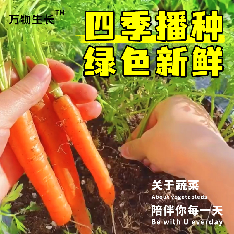 蔬菜种子四季播种阳台农家盆栽香菜菠菜生菜韭菜小葱草莓籽孑大全 - 图1