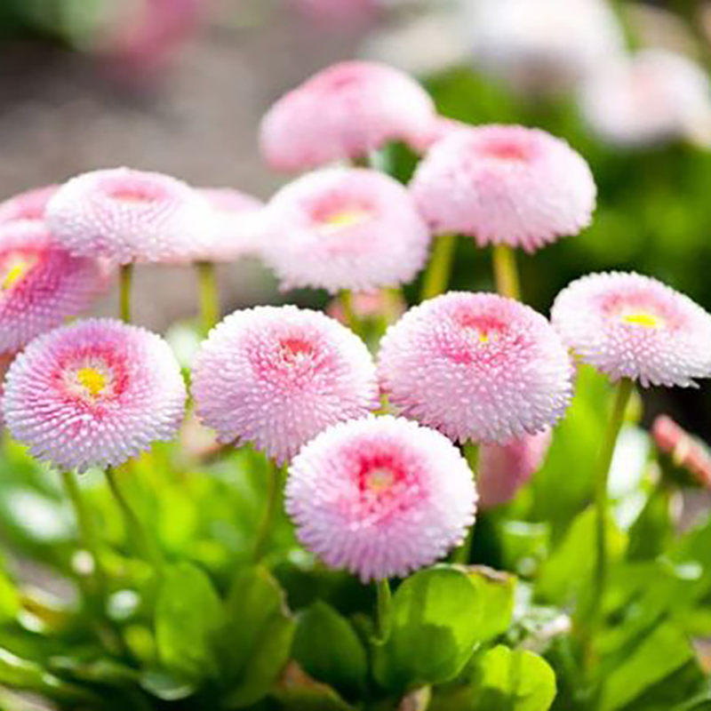 小雏菊花种子花种籽子玛格丽特易活四季开播种花室内外花种孑大全-图2