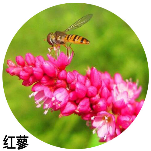 水红花种子 蓼实子药材种子 四季播种 当季新籽 水荭草子红蓼种子 - 图3