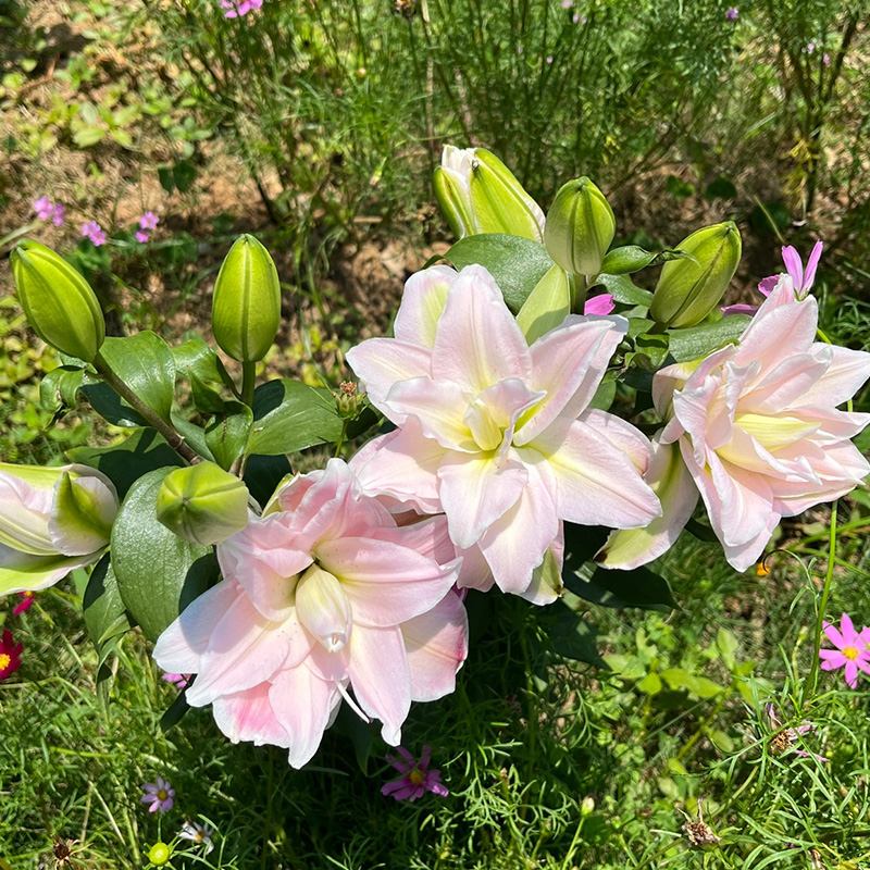 百合花种球香水百合四季开花好养易活室内花卉鲜花盆栽花种子 - 图1