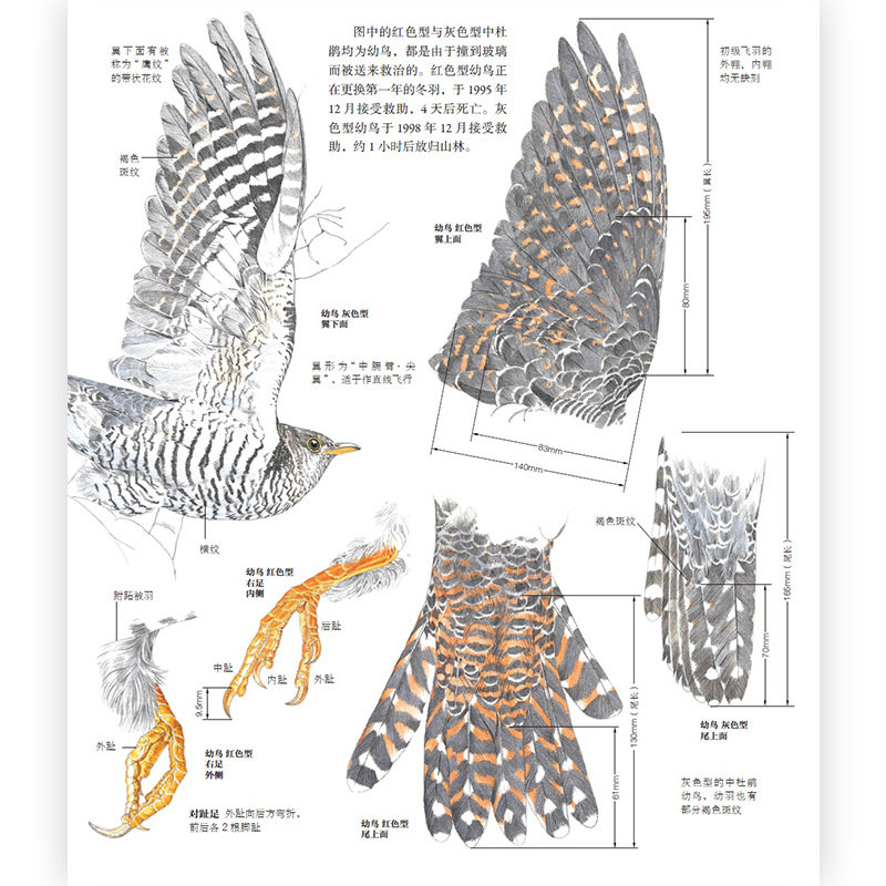 野鸟形态图鉴 观鸟图文记录 鸟类观察爱好者的纸上博物馆 野生动物研究保护科普书籍 后浪正版现货