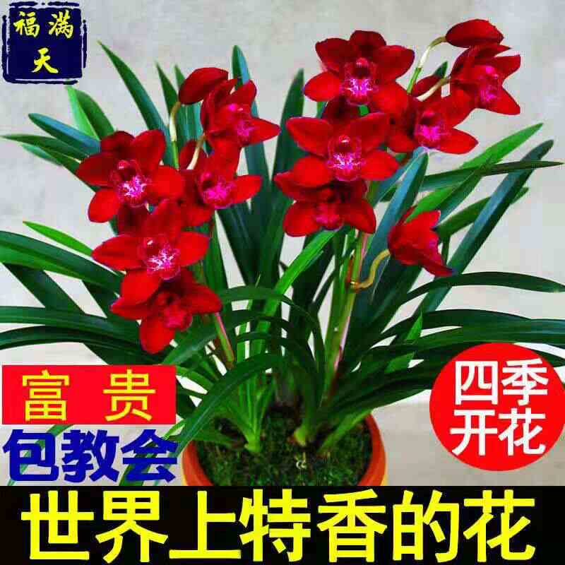 草本盆栽花 新人首单立减十元 21年8月 淘宝海外
