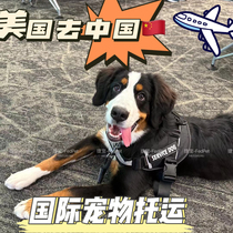 International Pet Consignment Transport Cat Dogs American Fly China Into Passenger Cabin Random