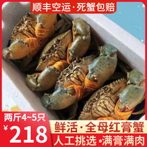 Green crab alive full mother wild extra-large sea crab full yellow red paste crab crab butter crab 2 catty 4-5 only smooth