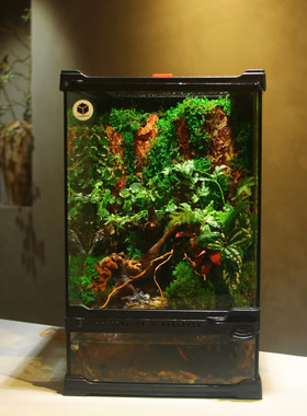 苔藓微景观雨林生态缸水