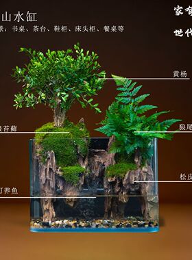 小叶赤楠鱼缸景观成品整