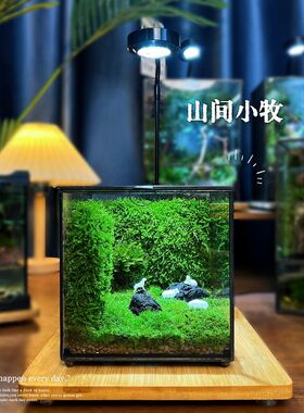 苔藓微景观成品生态缸雨
