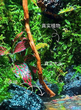 办公室苔藓景观成品生态