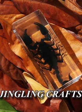 真实树脂标本奖品教学幼儿园海洋