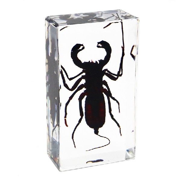 亚克力真实树脂标本琥珀天然集市动物新奇滴胶学生亚创意酒柜教学 - 图3